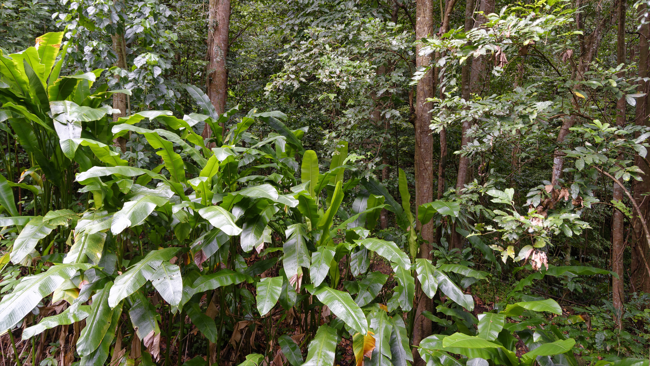 20190201-100537•Rain Forst Aerial Tram•Bisee•Castries•St Lucia